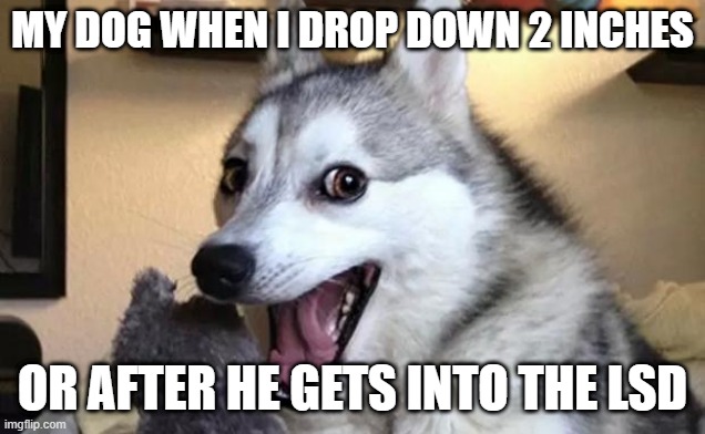 Pun dog - husky | MY DOG WHEN I DROP DOWN 2 INCHES; OR AFTER HE GETS INTO THE LSD | image tagged in pun dog - husky | made w/ Imgflip meme maker