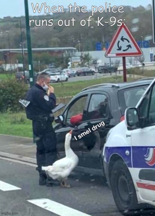 Duck smel drug | When the police runs out of K-9s: | image tagged in drug duck | made w/ Imgflip meme maker