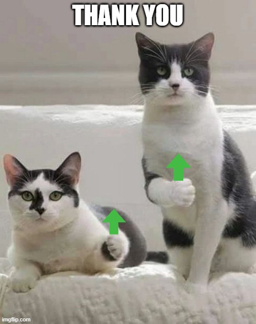 THUMBS UP CATS | THANK YOU | image tagged in thumbs up cats | made w/ Imgflip meme maker