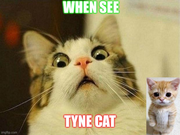 Scared Cat Meme | WHEN SEE; TYNE CAT | image tagged in memes,scared cat | made w/ Imgflip meme maker