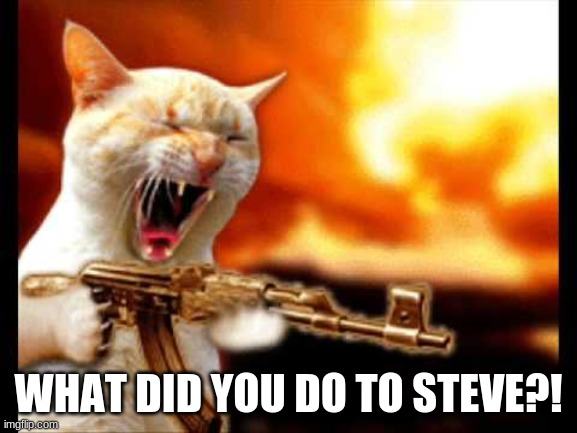 cat with gun | WHAT DID YOU DO TO STEVE?! | image tagged in cat with gun | made w/ Imgflip meme maker