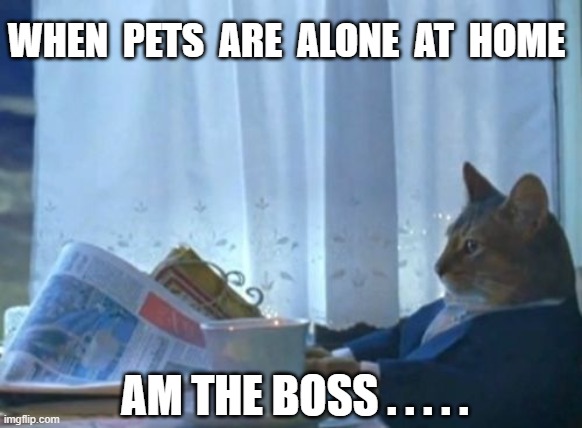 I Should Buy A Boat Cat | WHEN  PETS  ARE  ALONE  AT  HOME; AM THE BOSS . . . . . | image tagged in memes,i should buy a boat cat | made w/ Imgflip meme maker