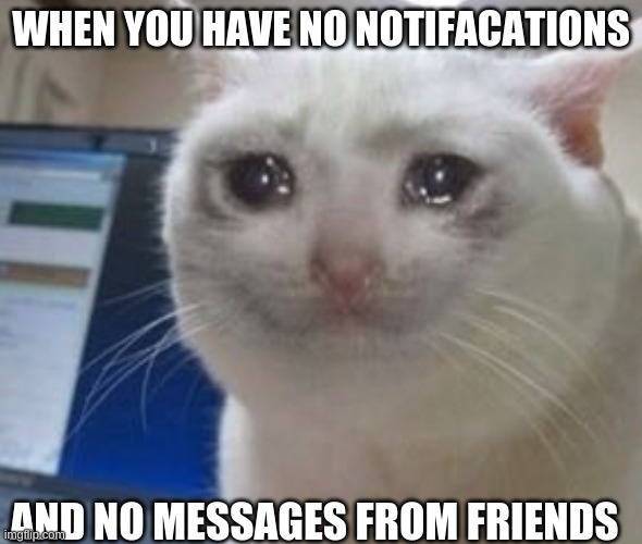 sad cat like my life | WHEN YOU HAVE NO NOTIFACATIONS; AND NO MESSAGES FROM FRIENDS | image tagged in sad cat,cats,yes | made w/ Imgflip meme maker