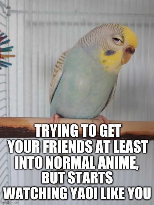 Sceptical Budgie | TRYING TO GET YOUR FRIENDS AT LEAST INTO NORMAL ANIME, BUT STARTS WATCHING YAOI LIKE YOU | image tagged in sceptical budgie,yaoi | made w/ Imgflip meme maker