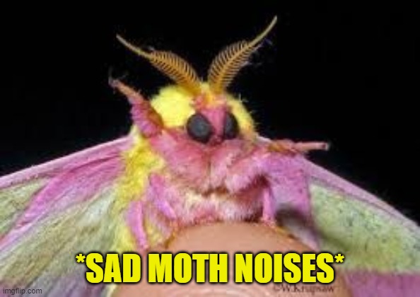 Moths are more than capable of polishing my lawn | *SAD MOTH NOISES* | image tagged in noise,sad,moth | made w/ Imgflip meme maker