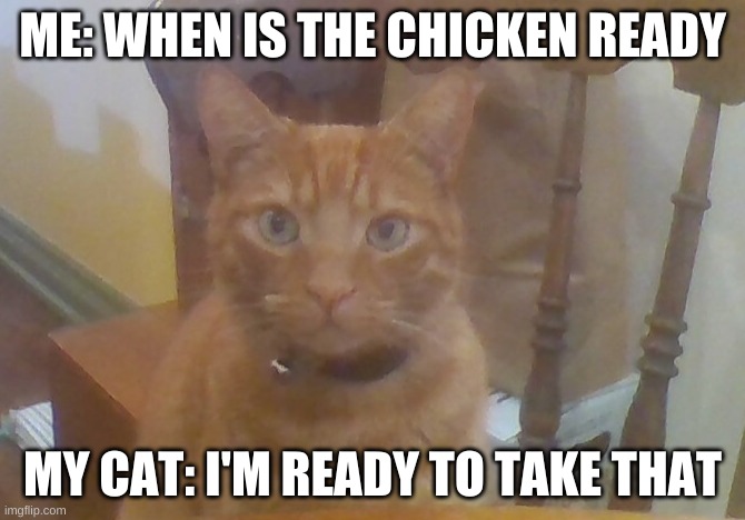ummmmmmm... | ME: WHEN IS THE CHICKEN READY; MY CAT: I'M READY TO TAKE THAT | image tagged in cats,funny | made w/ Imgflip meme maker
