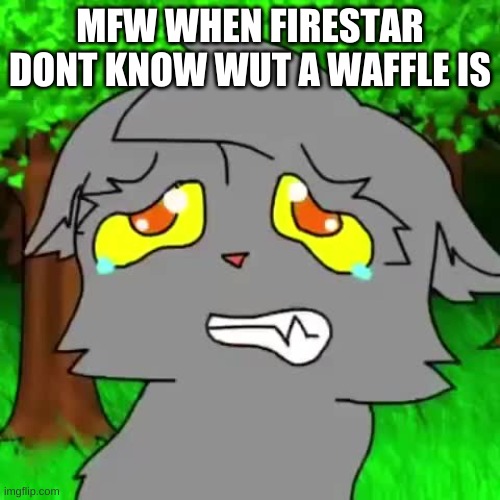 graystripe waffle | MFW WHEN FIRESTAR DONT KNOW WUT A WAFFLE IS | image tagged in firestar doesn't like waffles | made w/ Imgflip meme maker