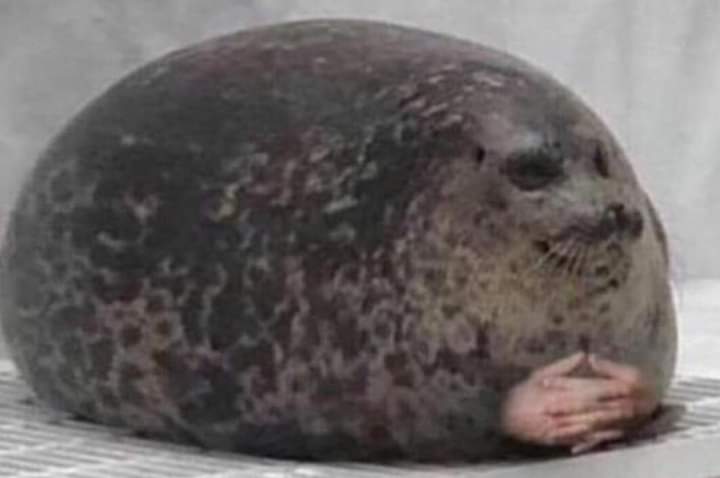 Fat seal with interlocked hands Blank Meme Template