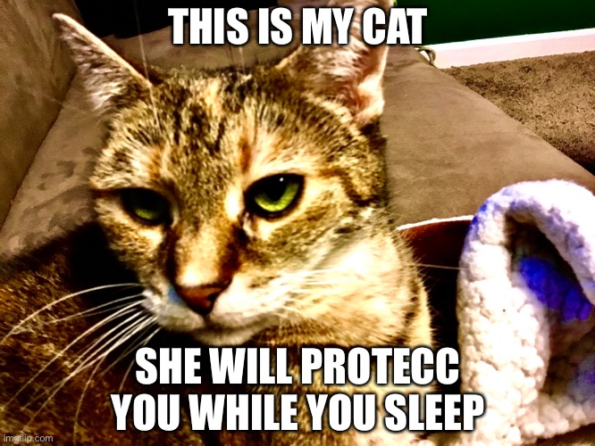 PROTECCCCCCCCTION | THIS IS MY CAT; SHE WILL PROTECC YOU WHILE YOU SLEEP | image tagged in my cat will protecc you,he protecc | made w/ Imgflip meme maker