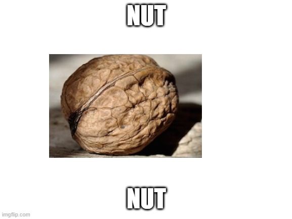 NUT | NUT; NUT | image tagged in blank white template | made w/ Imgflip meme maker