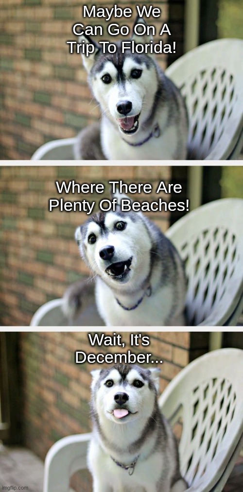 Husky | Maybe We Can Go On A Trip To Florida! Where There Are Plenty Of Beaches! Wait, It's December... | image tagged in husky puppy | made w/ Imgflip meme maker