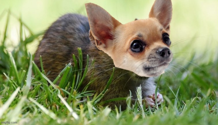 Mouse | image tagged in chihuahua,topo | made w/ Imgflip meme maker