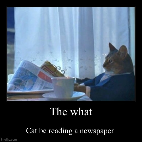 Cat + newspaper | image tagged in funny | made w/ Imgflip demotivational maker