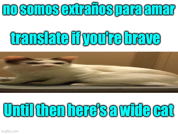Comment if you translated it | no somos extraños para amar; translate if you’re brave; Until then here’s a wide cat | image tagged in blank white template,cat,spanish | made w/ Imgflip meme maker