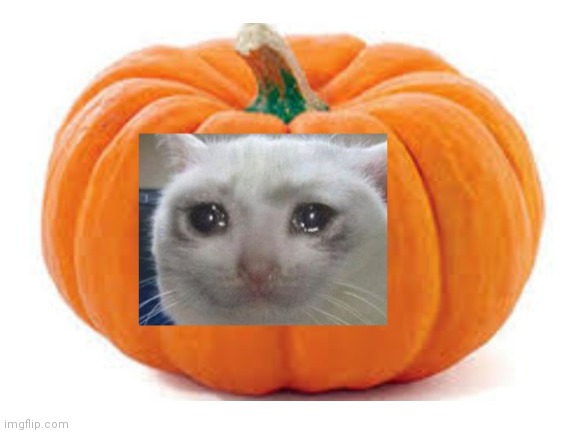 Sad cat pumpkin | image tagged in sad cat,pumpkin | made w/ Imgflip meme maker