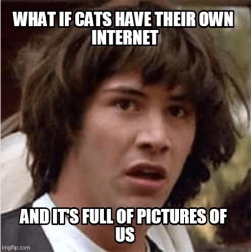 wierd | image tagged in cats,internet,wierd,memes | made w/ Imgflip meme maker