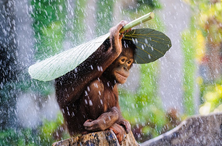 Orangutan in The Rain. Photo credit: Andrew Suryono | image tagged in awesome,pics,photography | made w/ Imgflip meme maker