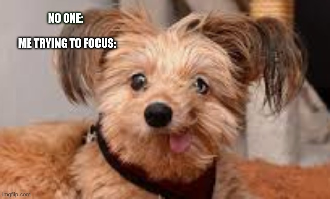 hi | NO ONE:; ME TRYING TO FOCUS: | image tagged in dog | made w/ Imgflip meme maker