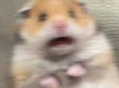 High Quality scared hamster Blank Meme Template