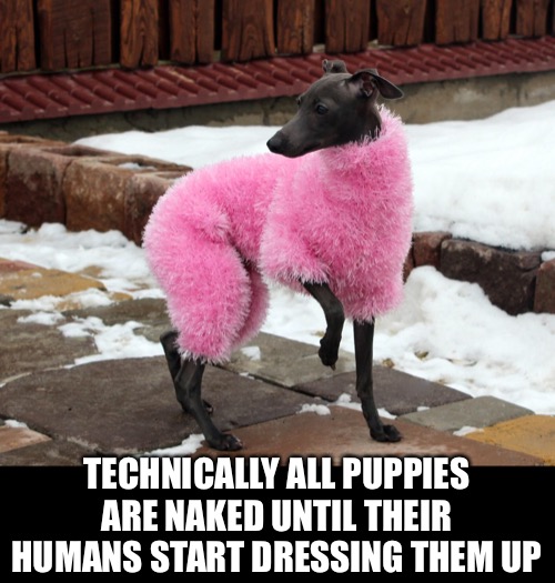 TECHNICALLY ALL PUPPIES ARE NAKED UNTIL THEIR HUMANS START DRESSING THEM UP | made w/ Imgflip meme maker