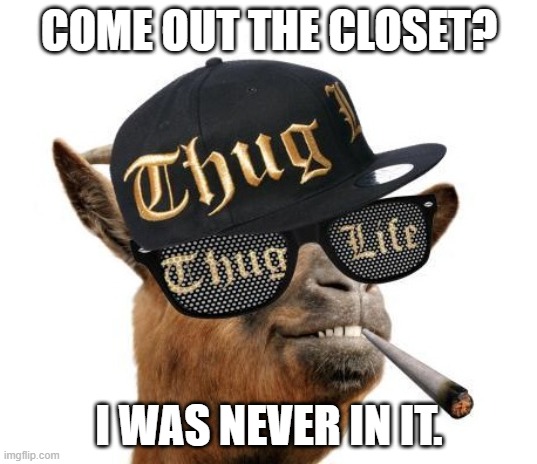 thug life camel | COME OUT THE CLOSET? I WAS NEVER IN IT. | image tagged in thug life camel | made w/ Imgflip meme maker