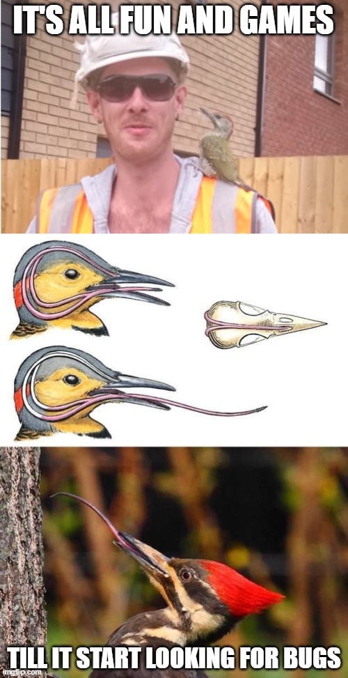 This image is cursed | IT'S ALL FUN AND GAMES; TILL IT START LOOKING FOR BUGS | image tagged in cursed image,woodpecker,tongue,wet willie,dead | made w/ Imgflip meme maker