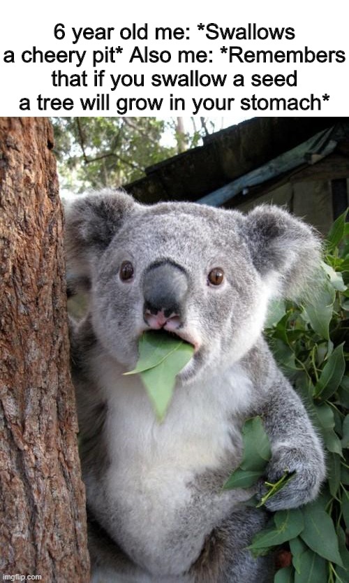 UPVOTEUPVOTEUPVOTEUPVOTEUPVOTEUPVOTEUPVOTEUPVOTEUPVOTEUPVOTEUPVOTEUPVOTE | 6 year old me: *Swallows a cheery pit* Also me: *Remembers that if you swallow a seed a tree will grow in your stomach* | image tagged in memes,surprised koala | made w/ Imgflip meme maker