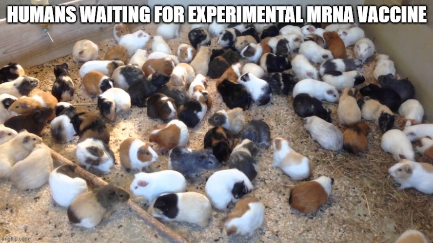 covid guinea pigs | HUMANS WAITING FOR EXPERIMENTAL MRNA VACCINE | image tagged in scamdemic,mrna,vaccine | made w/ Imgflip meme maker