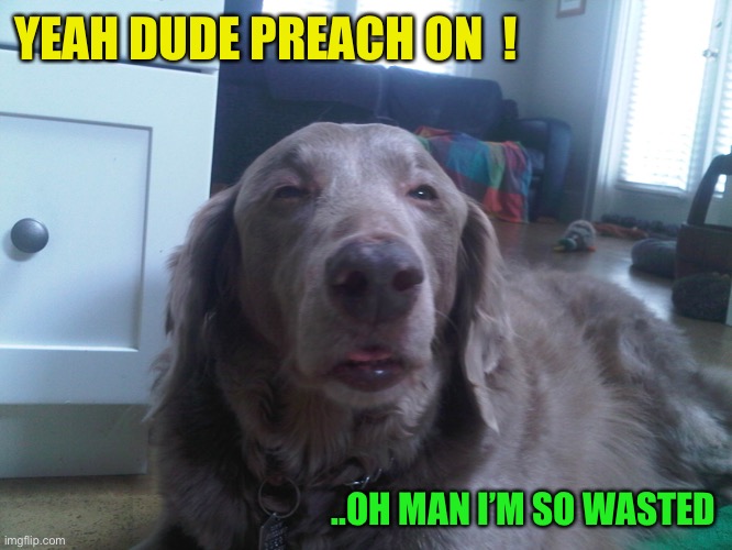Stoned Dog | YEAH DUDE PREACH ON  ! ..OH MAN I’M SO WASTED | image tagged in stoned dog | made w/ Imgflip meme maker