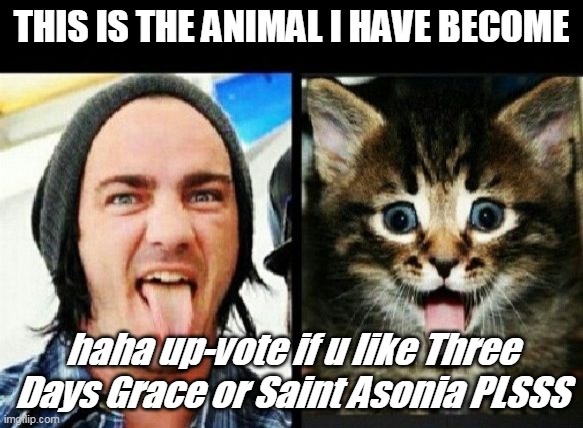 THIS IS THE ANIMAL I HAVE BECOME; haha up-vote if u like Three Days Grace or Saint Asonia PLSSS | image tagged in rock music,cats | made w/ Imgflip meme maker