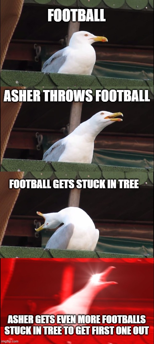 stuff | FOOTBALL; ASHER THROWS FOOTBALL; FOOTBALL GETS STUCK IN TREE; ASHER GETS EVEN MORE FOOTBALLS STUCK IN TREE TO GET FIRST ONE OUT | image tagged in memes,inhaling seagull | made w/ Imgflip meme maker