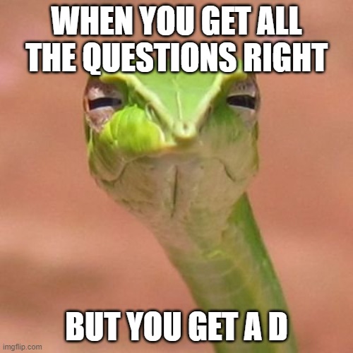 Judgemental Snake | WHEN YOU GET ALL THE QUESTIONS RIGHT; BUT YOU GET A D | image tagged in judgemental snake | made w/ Imgflip meme maker