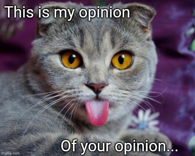 Opinions | This is my opinion; Of your opinion... | image tagged in cats,opinions,memes,funny animals,funny | made w/ Imgflip meme maker