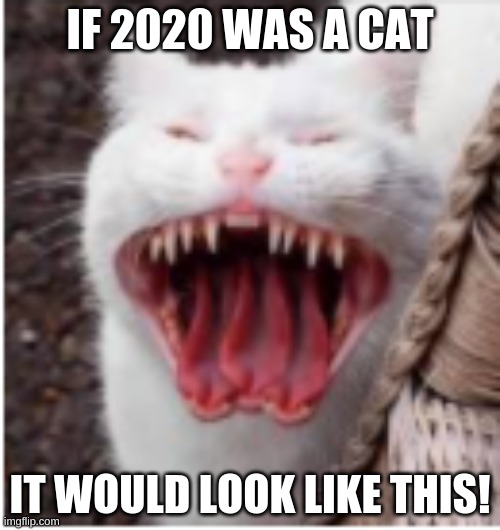 If 2020 was a cat! | IF 2020 WAS A CAT; IT WOULD LOOK LIKE THIS! | image tagged in demon cat,2020 | made w/ Imgflip meme maker