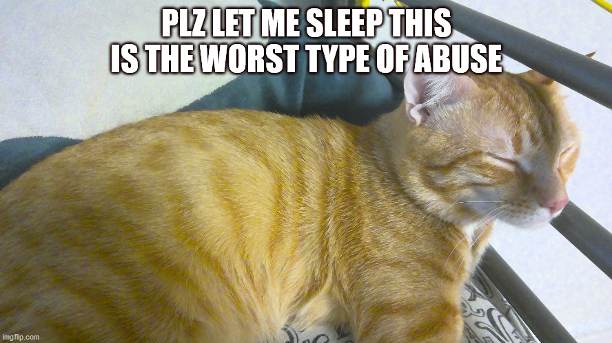 wy u bully me | PLZ LET ME SLEEP THIS IS THE WORST TYPE OF ABUSE | image tagged in funny cats | made w/ Imgflip meme maker
