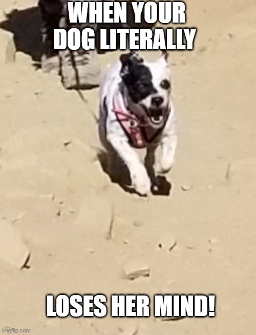 When  your dog | WHEN YOUR DOG LITERALLY; LOSES HER MIND! | image tagged in dogs | made w/ Imgflip meme maker