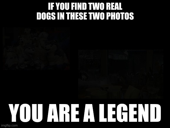 Blank White Template | IF YOU FIND TWO REAL DOGS IN THESE TWO PHOTOS; YOU ARE A LEGEND | image tagged in blank white template | made w/ Imgflip meme maker