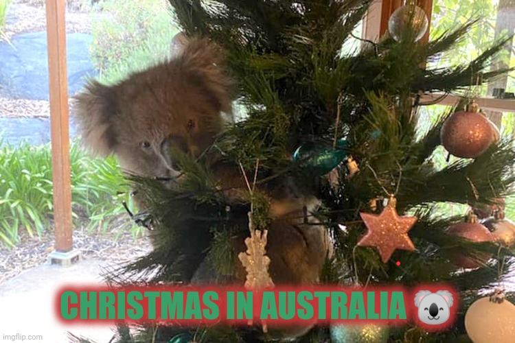Merry Christmas, mate! | CHRISTMAS IN AUSTRALIA 🐨 | image tagged in merry christmas,australia,christmas tree,funny,memes | made w/ Imgflip meme maker