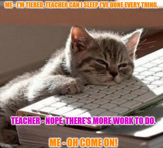 Me in zoom class | ME - I'M TIERED, TEACHER CAN I SLEEP I'VE DONE EVERY THING. TEACHER - NOPE, THERE'S MORE WORK TO DO. ME - OH COME ON! | image tagged in tired cat | made w/ Imgflip meme maker