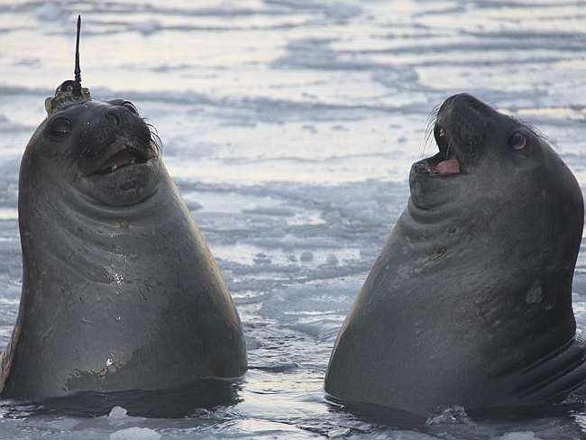 Walrus Hat Blank Meme Template