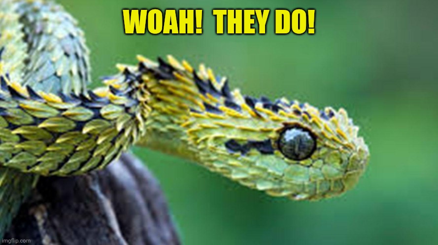 WOAH!  THEY DO! | made w/ Imgflip meme maker