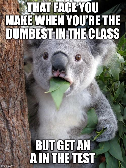 Surprised Koala Meme | THAT FACE YOU MAKE WHEN YOU’RE THE DUMBEST IN THE CLASS; BUT GET AN A IN THE TEST | image tagged in memes,surprised koala | made w/ Imgflip meme maker