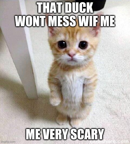 Cute Cat Meme | THAT DUCK WONT MESS WIF ME ME VERY SCARY | image tagged in memes,cute cat | made w/ Imgflip meme maker