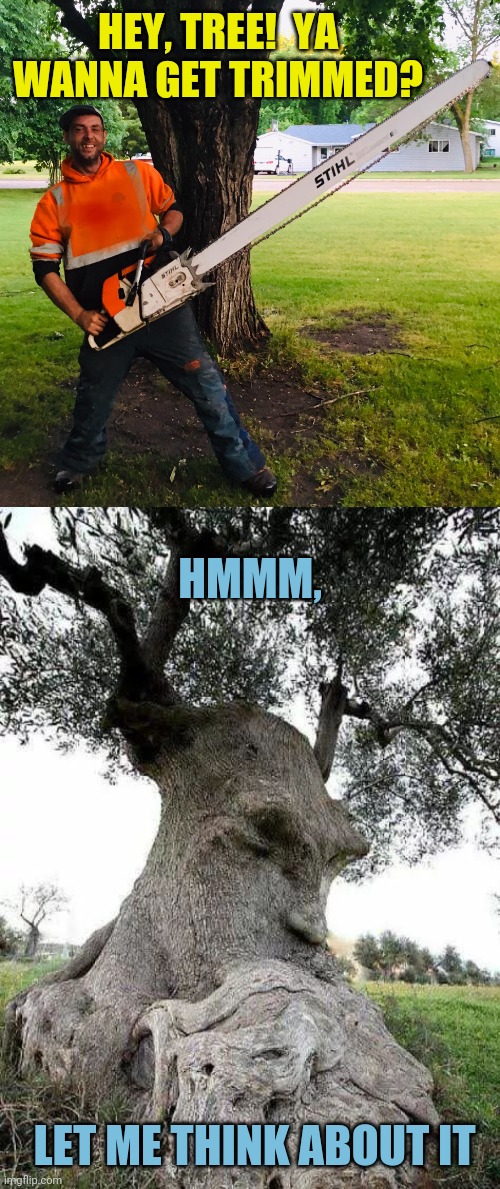 Thinking tree | HEY, TREE!  YA WANNA GET TRIMMED? HMMM, LET ME THINK ABOUT IT | image tagged in trees,thinking,funny memes | made w/ Imgflip meme maker