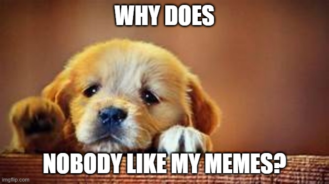 plz all i want is to be popular | WHY DOES; NOBODY LIKE MY MEMES? | image tagged in doggo,sad,upvotes | made w/ Imgflip meme maker