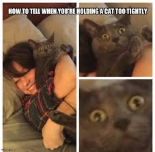 help me | image tagged in cat | made w/ Imgflip meme maker