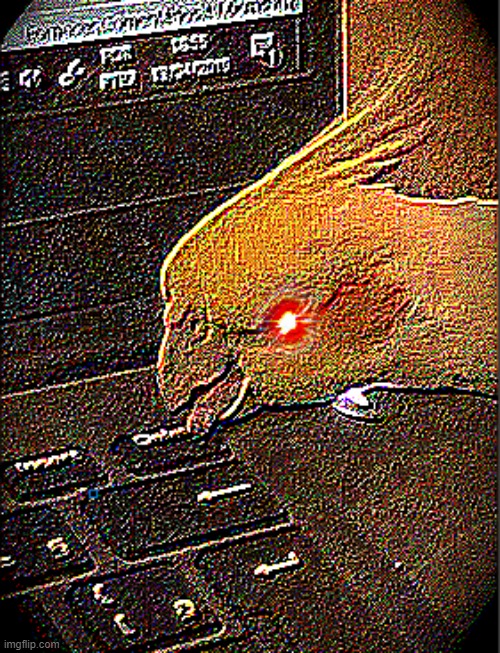 deepfried birb | image tagged in deepfried birb | made w/ Imgflip meme maker