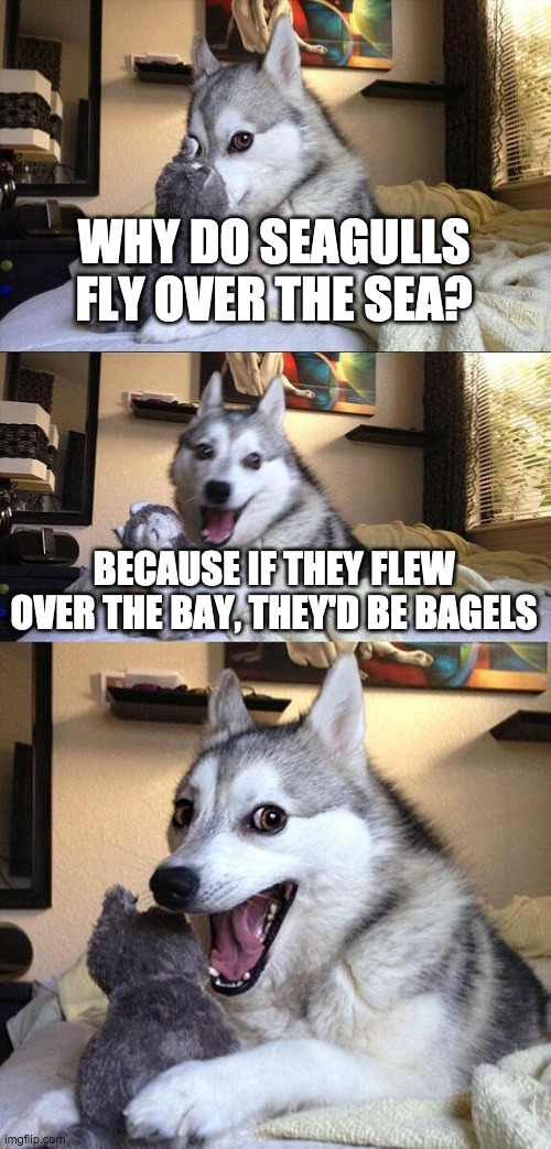 Bad Pun Dog Meme | WHY DO SEAGULLS FLY OVER THE SEA? BECAUSE IF THEY FLEW OVER THE BAY, THEY'D BE BAGELS | image tagged in memes,bad pun dog | made w/ Imgflip meme maker