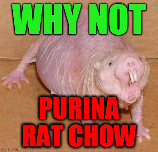 naked mole rat | WHY NOT PURINA
RAT CHOW | image tagged in naked mole rat | made w/ Imgflip meme maker