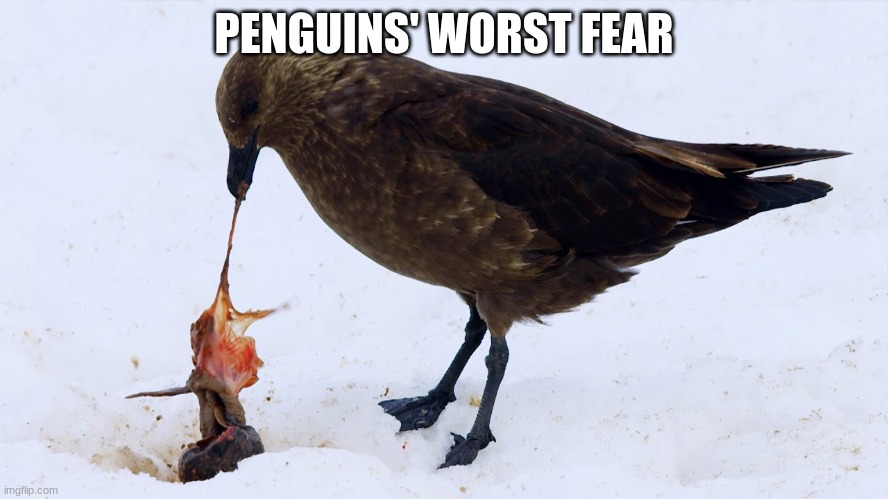 PENGUINS' WORST FEAR | made w/ Imgflip meme maker